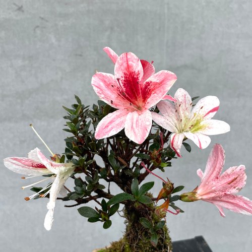 盆栽 皐月 白い花飾り 樹高 約19cm さつき Rhododendron indicum