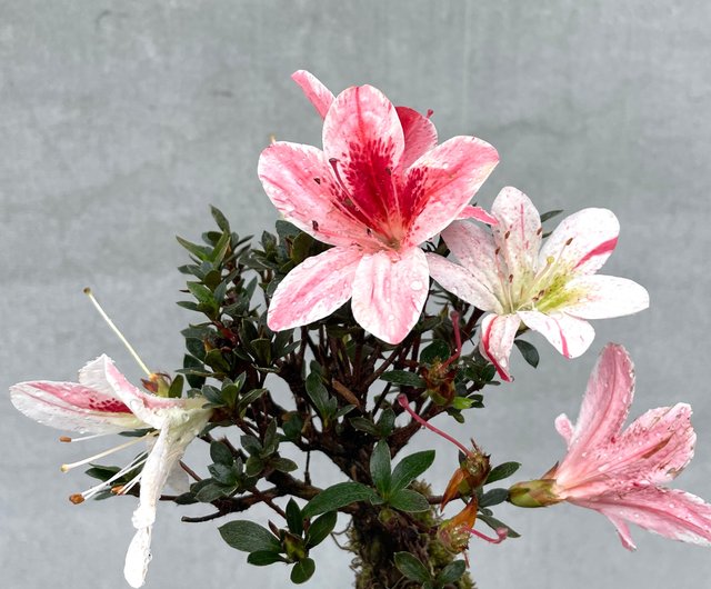 さつき 盆栽Japanese Azalea 図鑑　他合計10冊セット　超お買い得 さつき 盆栽Japanese Azalea 図鑑 他合計10冊セット 超お買い得