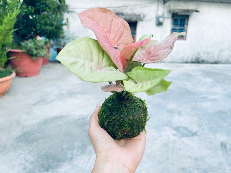 Pink Lady Heguo taro l plant moss ball foliage indoor planting gift - Plants - Plants & Flowers 