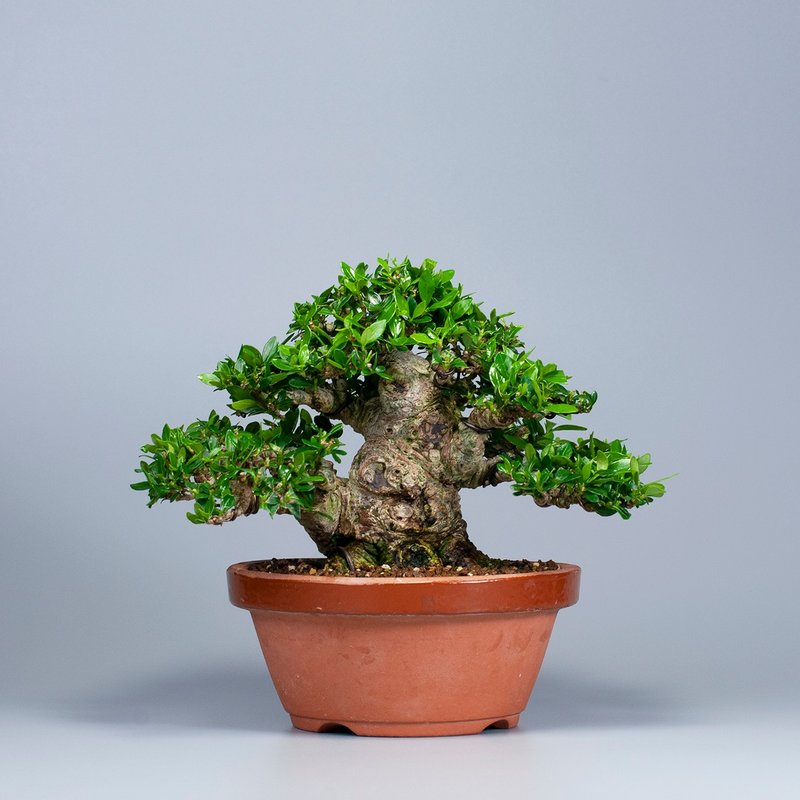 【展覽級盆景】梔子花 小品盆栽 推薦盆景 送禮推薦 - 盆栽/植栽 - 植物．花 