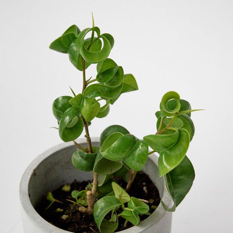 捲葉榕 | 捲捲QQ的葉子 觀葉植物 淨化空氣 - 植栽/盆栽 - 植物．花 綠色