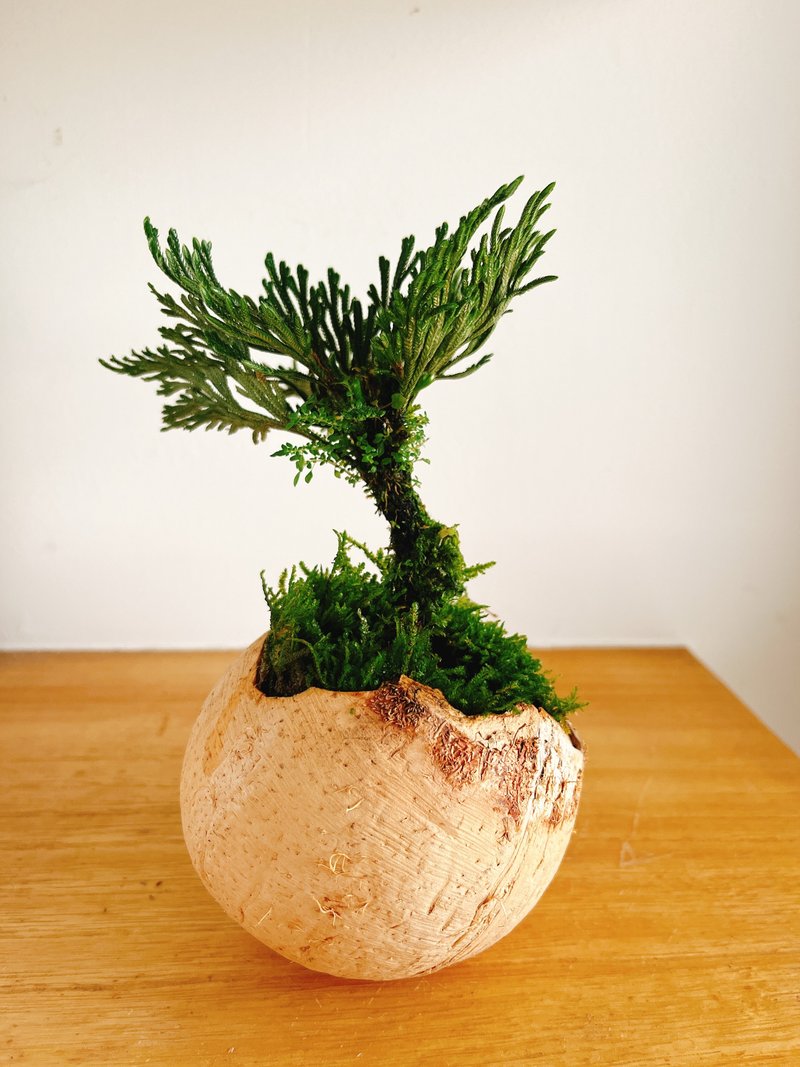 純自然 椰殼小樹 盆栽 擺飾 送禮 potted plants 椰子 熱帶島嶼 - 盆栽/植栽 - 植物．花 綠色