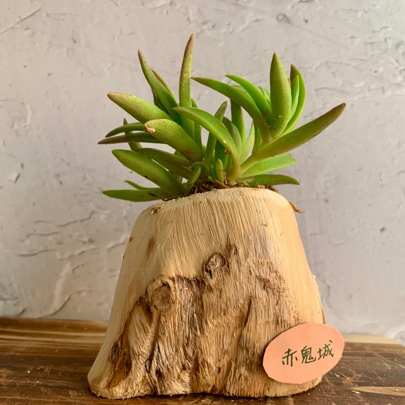 Handmade wood design potted decoration succulents red ghost town - ตกแต่งต้นไม้ - ไม้ 