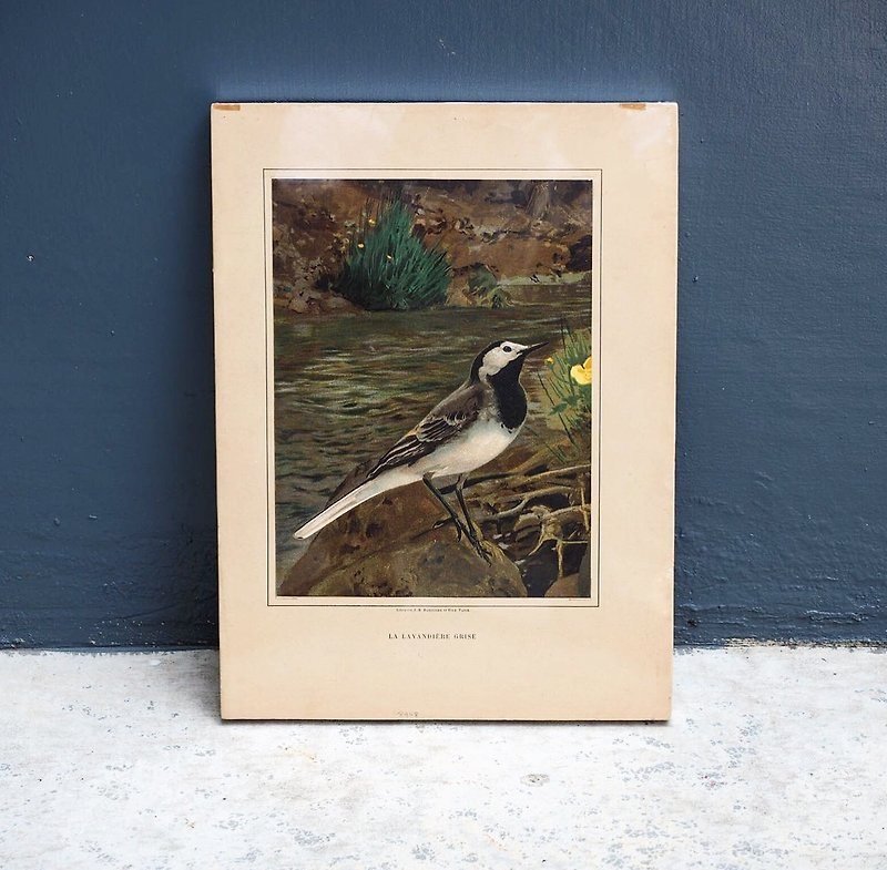 Early bird illustrations, frame wall paintings have been framed - Items for Display - Paper 