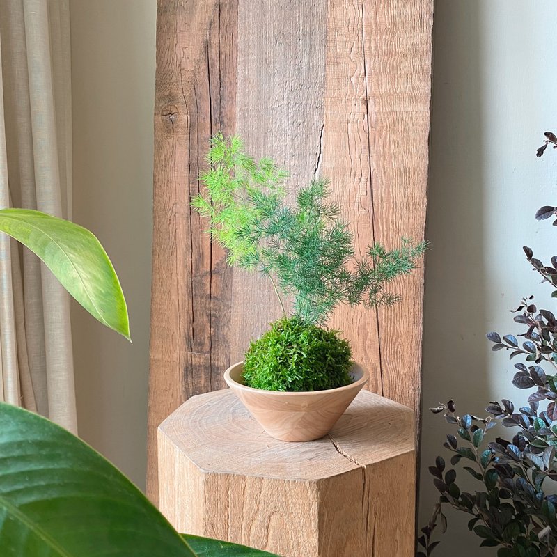 蓬萊松苔球組合 - 盆栽/植栽 - 植物．花 綠色