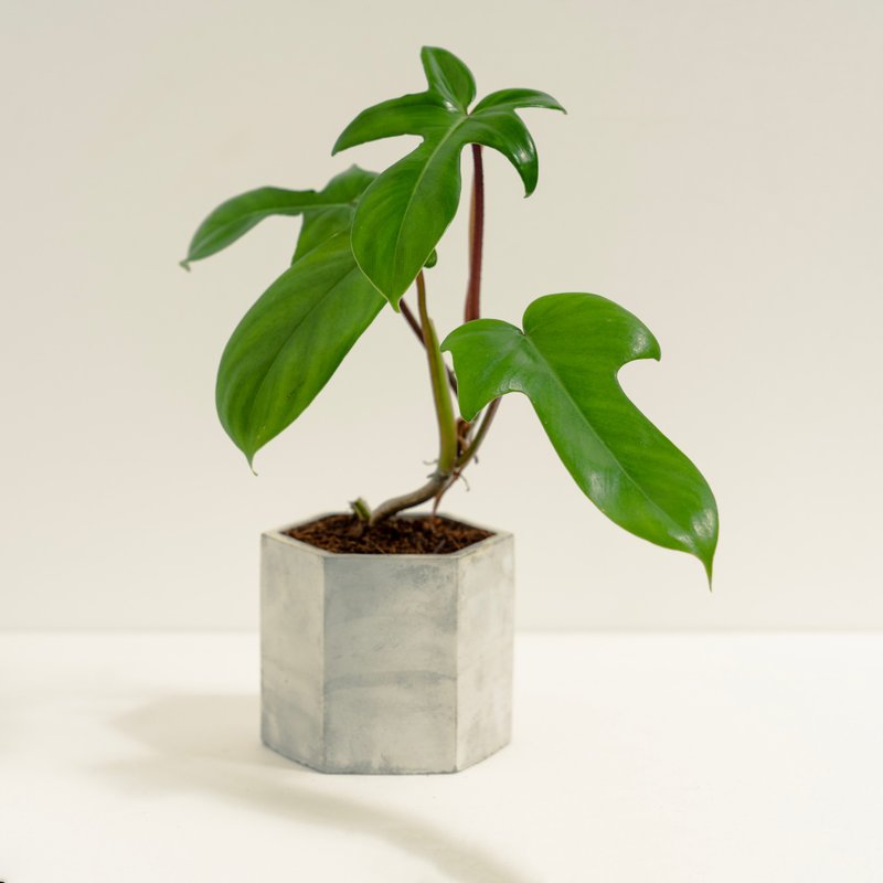 龍爪蔓綠絨│泥作系列│福所栽 - 盆栽/植栽 - 水泥 綠色