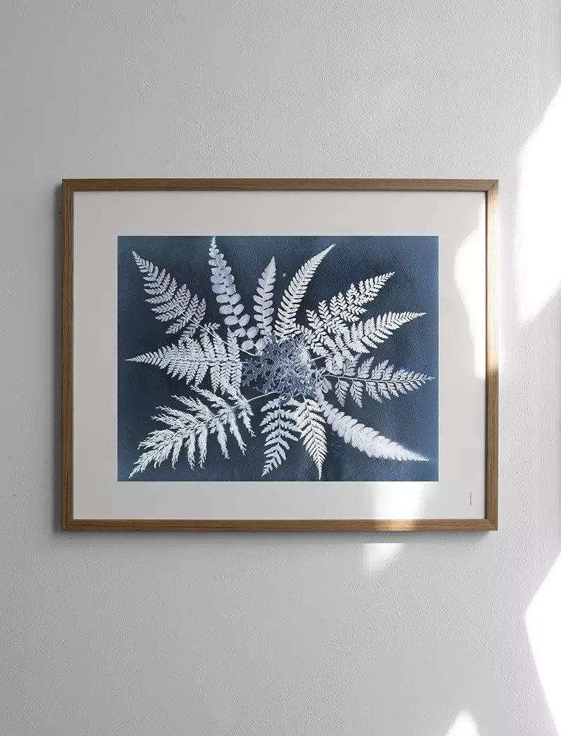 Elisabeth Dunker - Swedish artist designed poster FERN STAR POSTER - โปสเตอร์ - กระดาษ สีน้ำเงิน