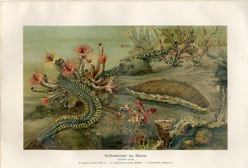 1890 German deep sea creature illustration - Indie Press - Paper Multicolor