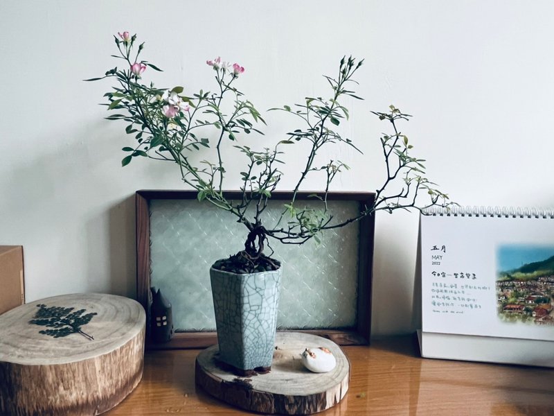 日本屋久島姬薔薇 l 玫瑰花 中品盆栽 室內植栽 禮物 - 盆栽/植栽 - 植物．花 