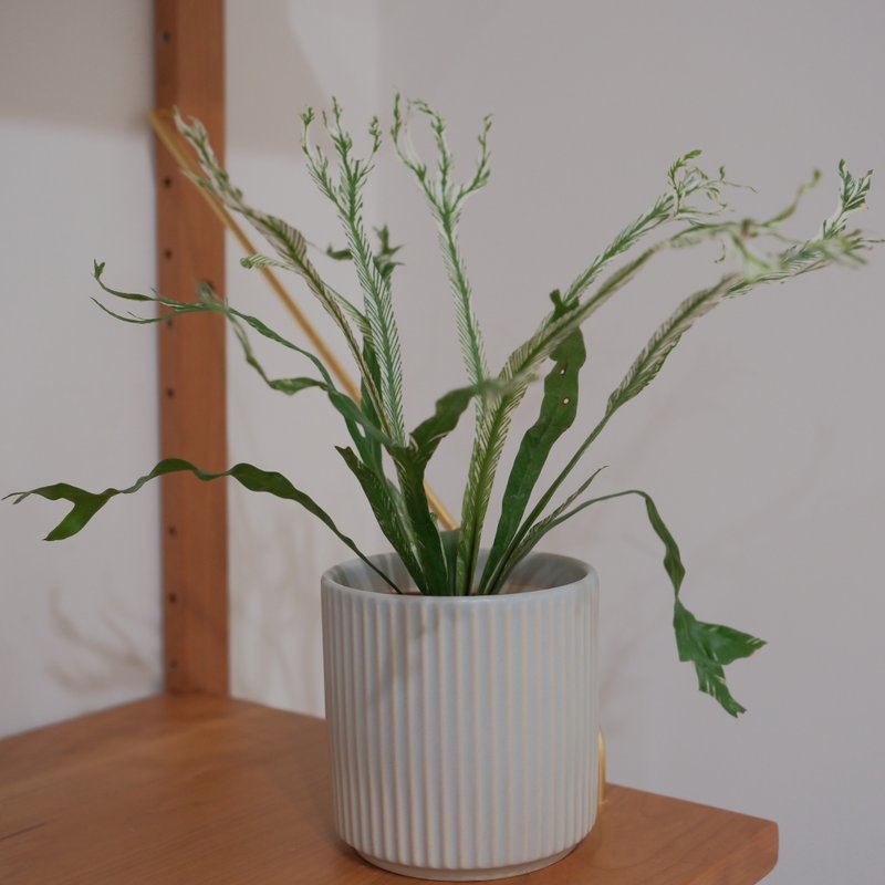 斑葉山蘇 - 盆栽/植栽 - 植物．花 