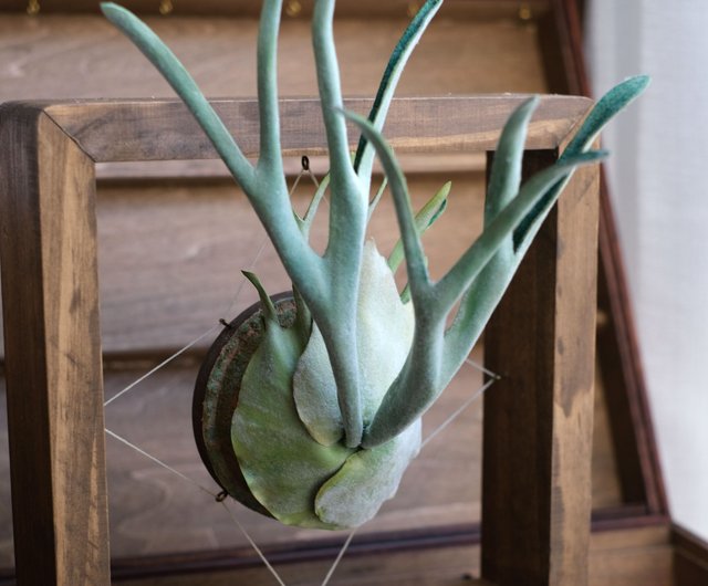 P. veitchii シルバーリーフ フェイクビカクシダ 革工芸 - ショップ