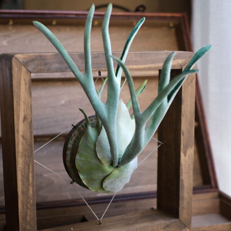 P. veitchii 銀鹿 鹿角蕨 皮革工藝 - 擺飾/家飾品 - 真皮 綠色