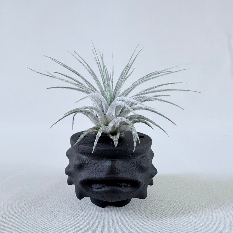 星谷Light Forest  氣咕 黑 空氣鳳梨掛架水泥座 空鳳架 空鳳底座 - 花瓶/花器 - 水泥 