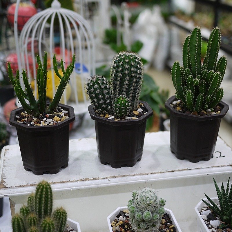 Lok live planted -4802 black, cactus planted, potted small gifts, small fortified potted plants, clean air plant, home furnishings, beautify the desk, exchange gifts, birthday gifts, move gifts, opening gifts, wedding small objects, guest Making gifts ~ - Plants - Plants & Flowers Green