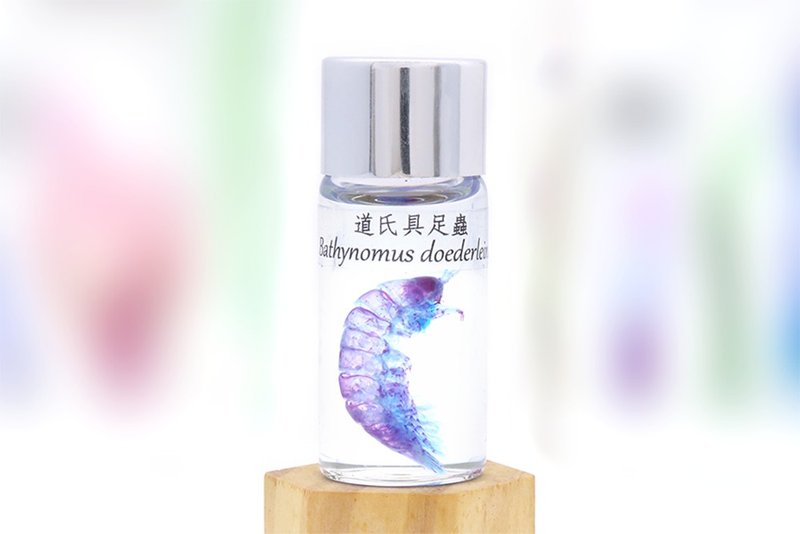 透明生物標本 - 道氏具足蟲 Bathynomus doederleinii (中) - 擺飾/家飾品 - 玻璃 
