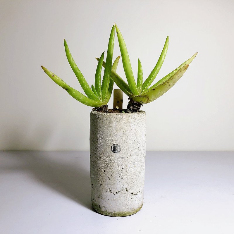 【野草不野-限時販售】中華蘆薈 / 長杯盆 - 盆栽/植栽 - 植物．花 綠色