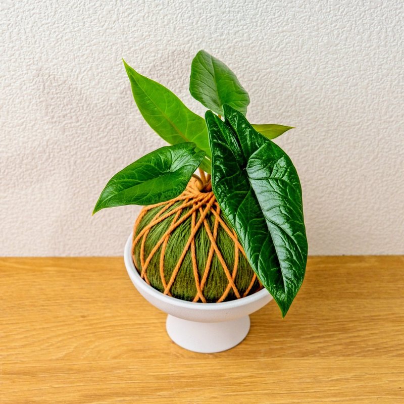苔球植物 甲骨文觀音蓮墨綠苔球加磨砂高腳缽 苔球 苔玉 禮物 - 盆栽/植栽 - 植物．花 綠色