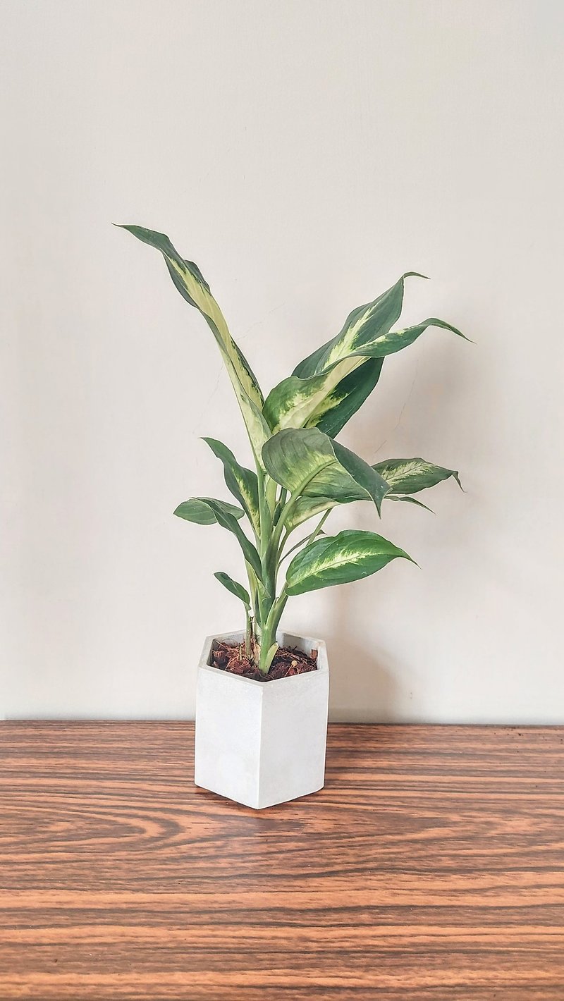 Marion/ Small White Cement Potted Plant - ตกแต่งต้นไม้ - ปูน สีเขียว
