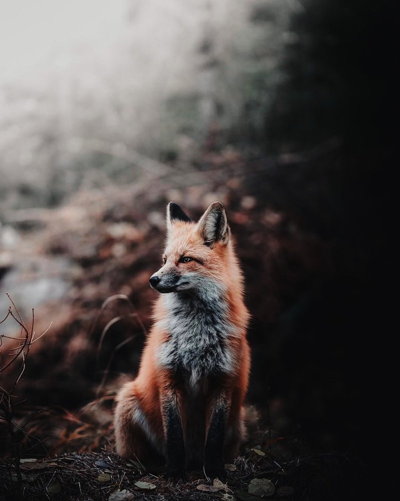 15 Dark Green Capture One Styles Digital file - 其他數位設計 - 其他材質 