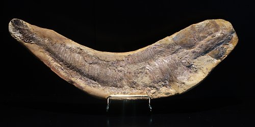 山奇藝術 白堊紀 巴西劍鼻魚化石 505克 Vinctifer comptoni 真品 收藏級
