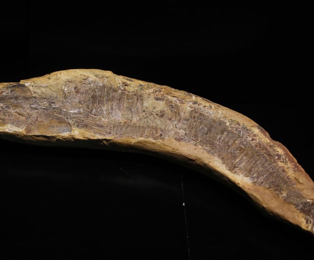 白亜紀ブラジル剣鼻魚化石 505g ヴィンクティファー・コンプトーニ