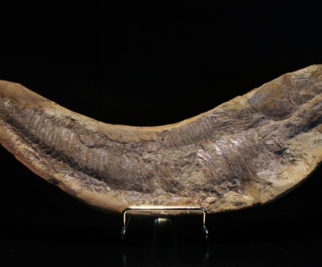 白亜紀ブラジル剣鼻魚化石 505g ヴィンクティファー・コンプトーニ