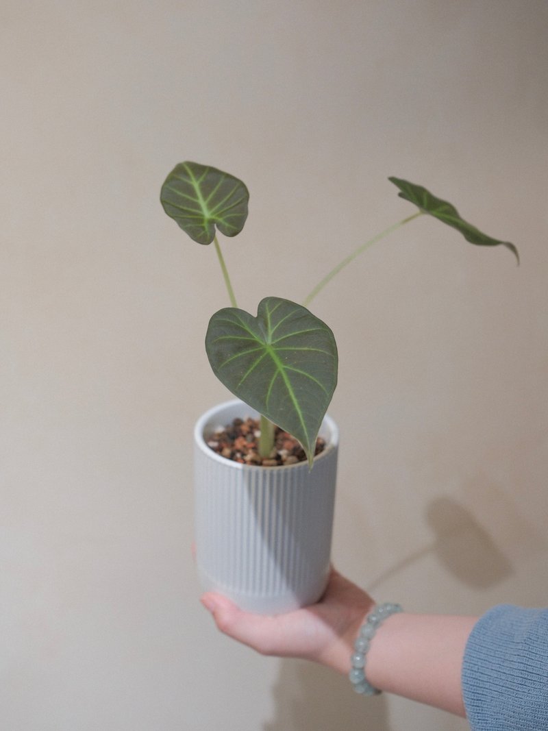 皇家之盾觀音連 - 植栽/盆栽 - 植物．花 