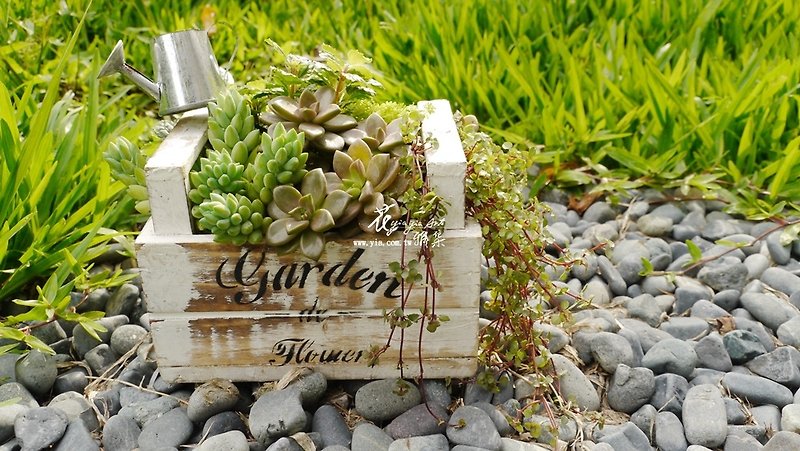 The fleshy world in a rustic wooden box (A) - Plants - Plants & Flowers Green
