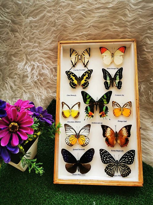 cococollection Real Mix 11 Butterfly Insect Taxidermy In Box Wood Frame Display Home Decor