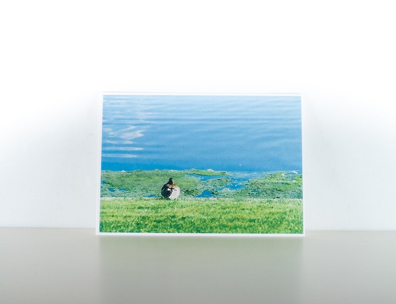 写真はがき：Lakefront、LilleLungegårdsvannet、Bergen - カード・はがき - 紙 多色