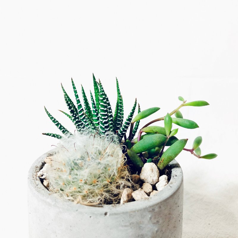 純粹系列-圓形泥盆/工業灰 - 植物/盆栽/盆景 - 水泥 銀色