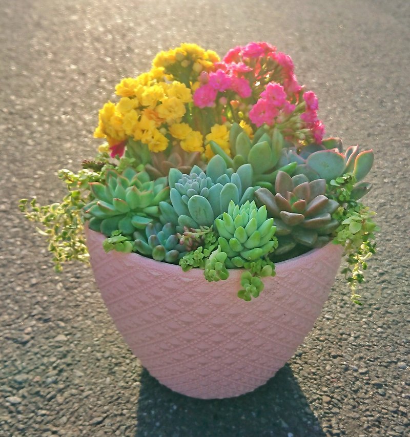 Pink Succulent Flower Ceremony - Succulent Group Pot + Pot | Gift Birthday Opening New Year - ตกแต่งต้นไม้ - พืช/ดอกไม้ สึชมพู