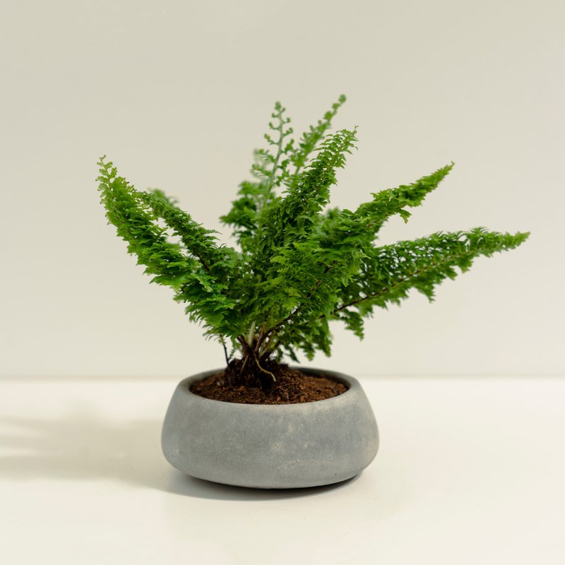 Lace Fern│Mud Series│Fukusho Plant - ตกแต่งต้นไม้ - ปูน สีเขียว