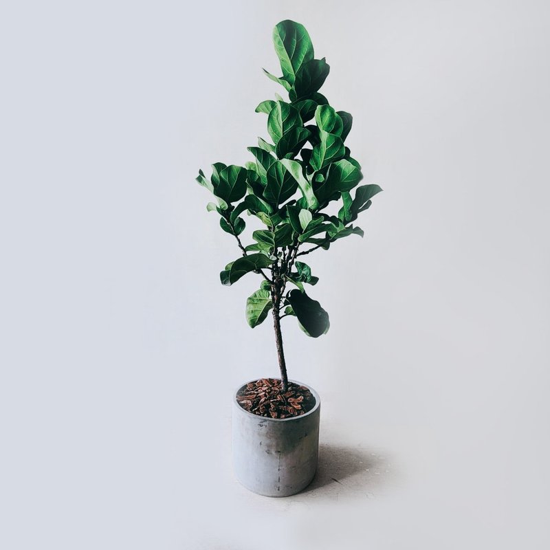 The first choice potted plant for the opening - Ficus fiddleleaf - ตกแต่งต้นไม้ - พืช/ดอกไม้ 