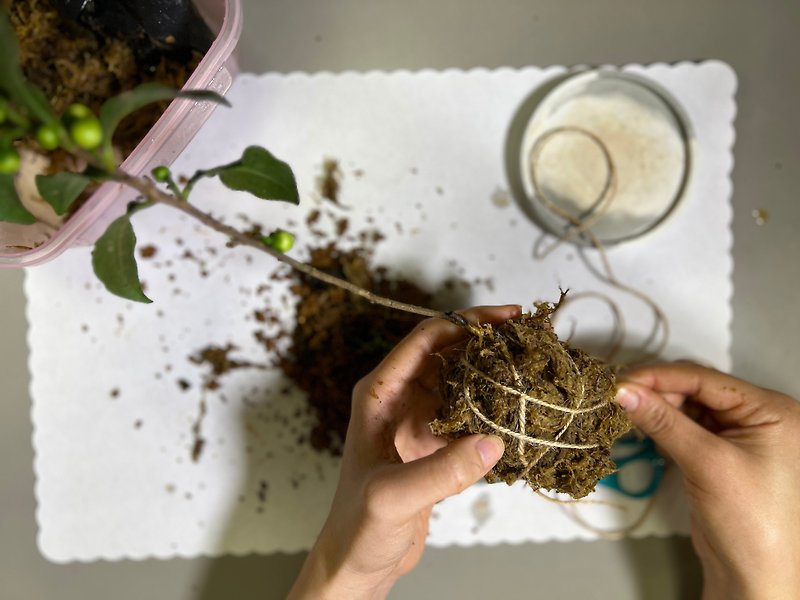 【現場活動】DIY植樹小茶旅-3-4月特別活動/茶樹苔球製作-2人成行 - 深度旅遊 - 新鮮食材 