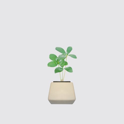 森多 水耕植研所 │ 方盆系列 │ 幸運鐵樹 - 送禮植物 陶瓷盆器 水耕盆栽