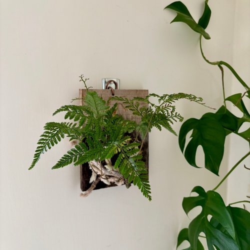 森鄰植療所 企業團體課程 | 蕨類植物上板