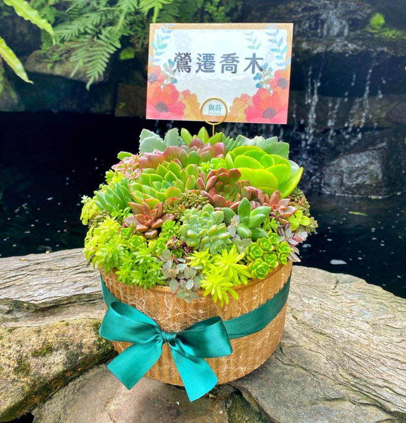 【急單可/客製卡片】大盆多肉/進口花盆/附底盤/安全運送/可直送 - 盆栽/植栽 - 植物．花 綠色