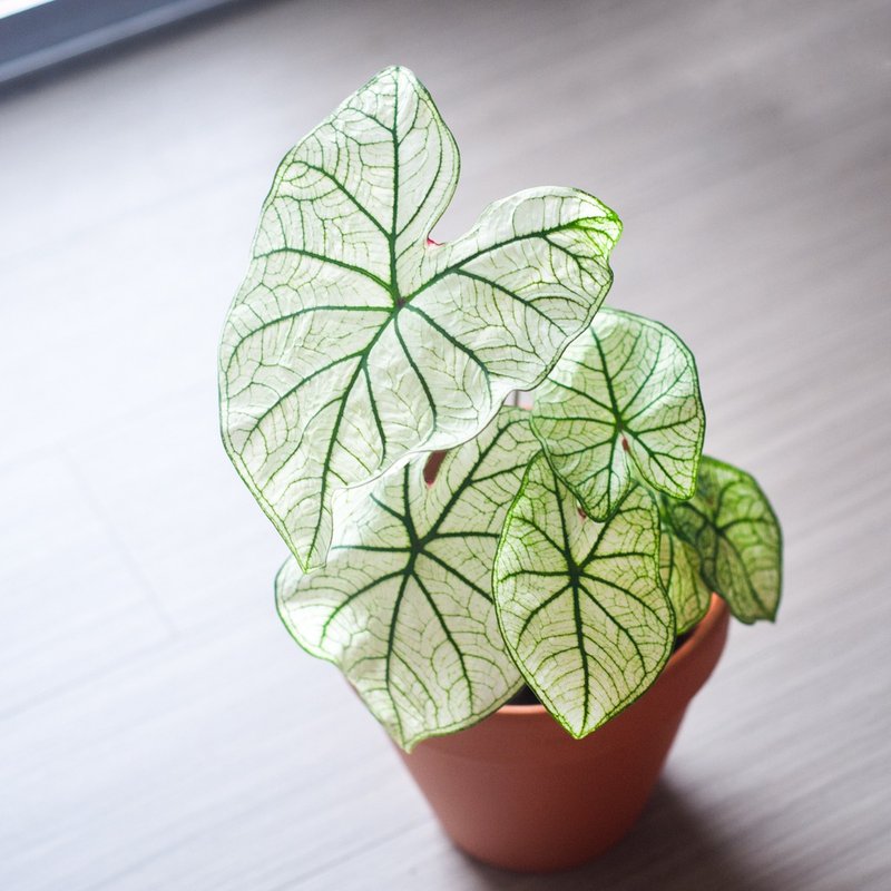 [Recommended in season] Premium pure white | Coleus taro | Medium-sized potted plants | - Plants - Plants & Flowers White