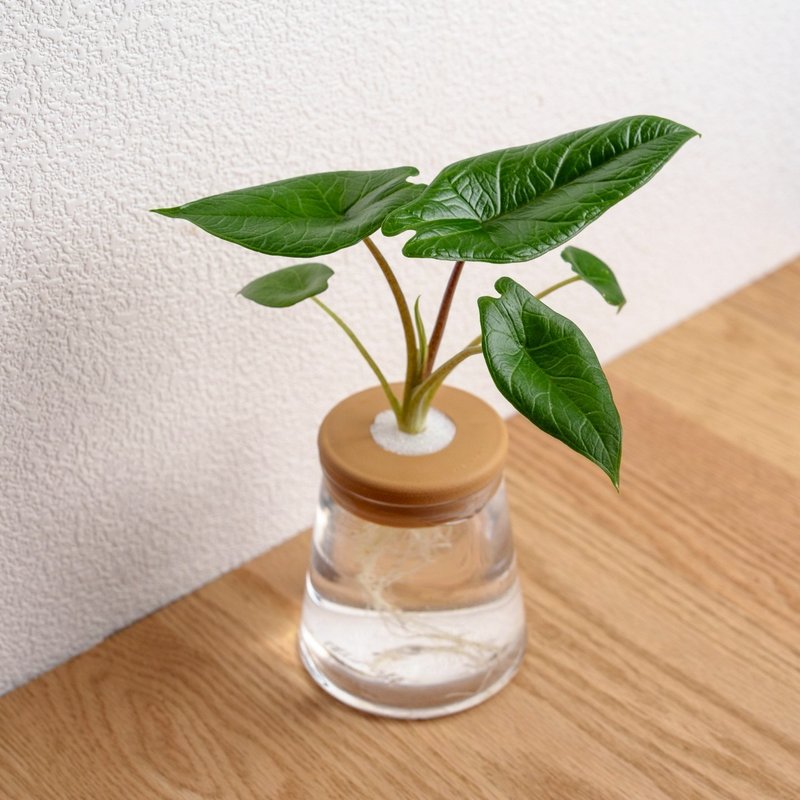 甲骨文觀音蓮 三角水耕盆栽 室內植物 觀葉植物 禮物 水培 - 盆栽/植栽 - 植物．花 綠色
