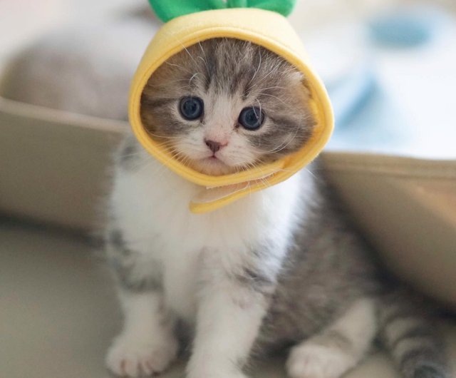 Your Pet on Hat Lemon