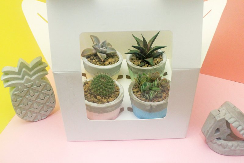 情人節DIY禮盒 -4個盆器  4種多肉植物 - 盆栽/植栽 - 植物．花 