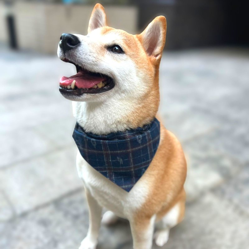 Woofy Woofy Pet Bandana Reversible Wear British Check Color Handmade - Clothing & Accessories - Cotton & Hemp Multicolor