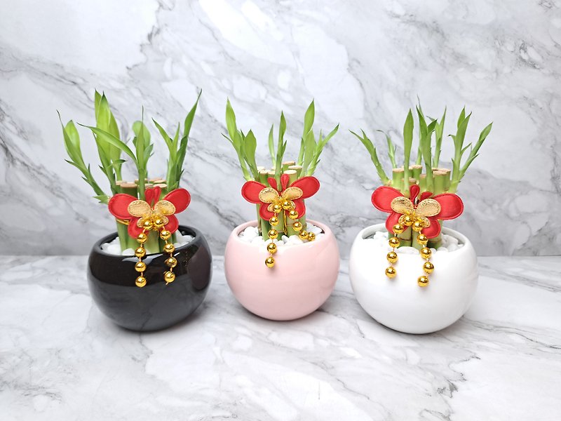 Textured bright surface small ball lucky bamboo opening into the house Rongsheng housewarming festival gift companion gift - ตกแต่งต้นไม้ - เครื่องลายคราม สึชมพู