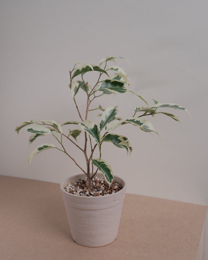 斑葉垂榕 - 盆栽/植栽 - 植物．花 