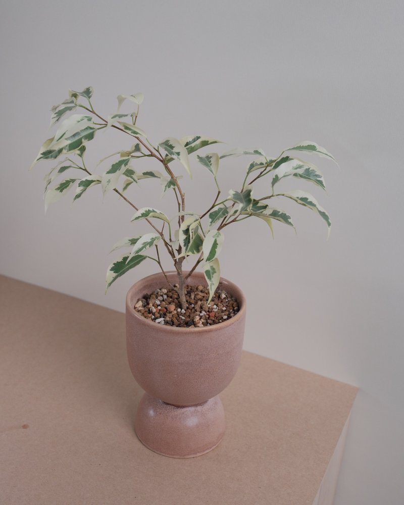 斑入りのしだれイチジク - 観葉植物 - 寄せ植え・花 