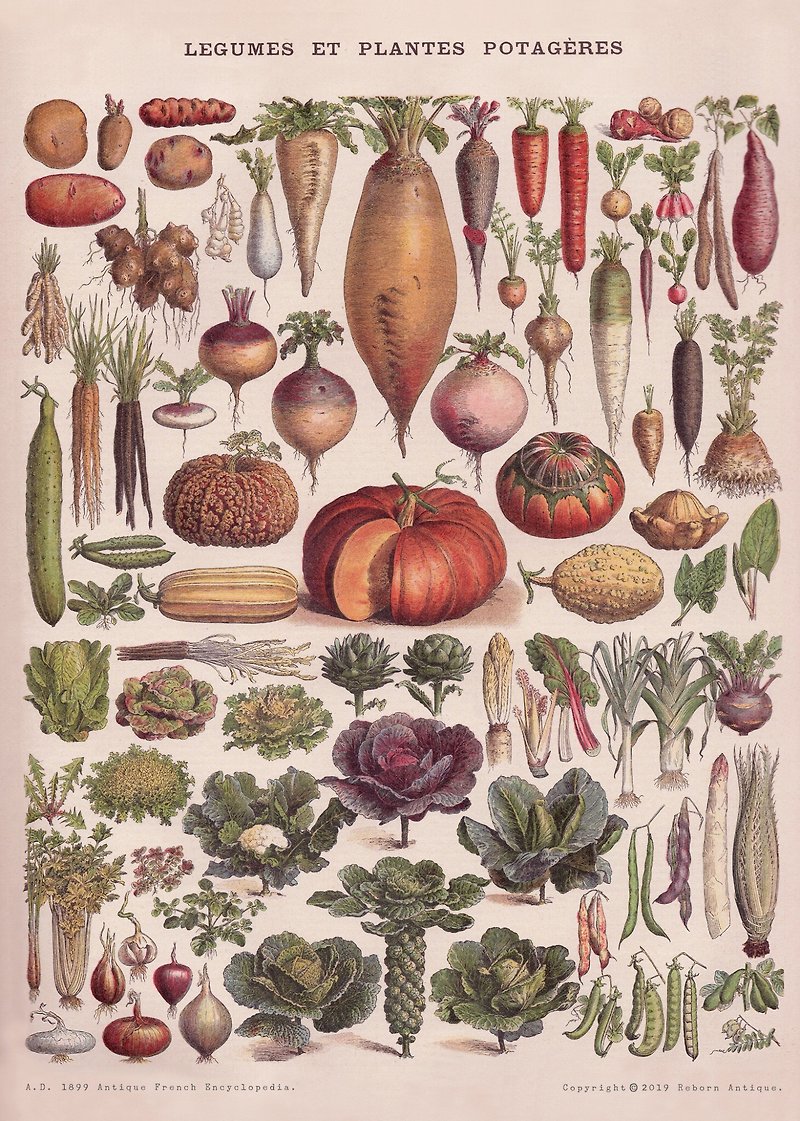 The museum independently printed posters, French 1860 antique encyclopedia posters, common vegetables - Posters - Paper 
