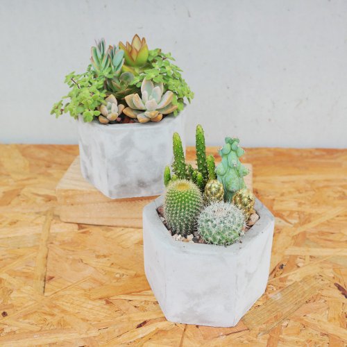 ドゥドゥ 多肉植物】【六角泥鉢寄せ植えセット】新築祝い│ギフト