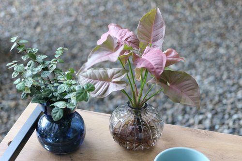 植物蔓蔓 l 水培植栽專賣 水培植栽 l 粉紅佳人 室內植物 辦公室盆栽 店內擺設