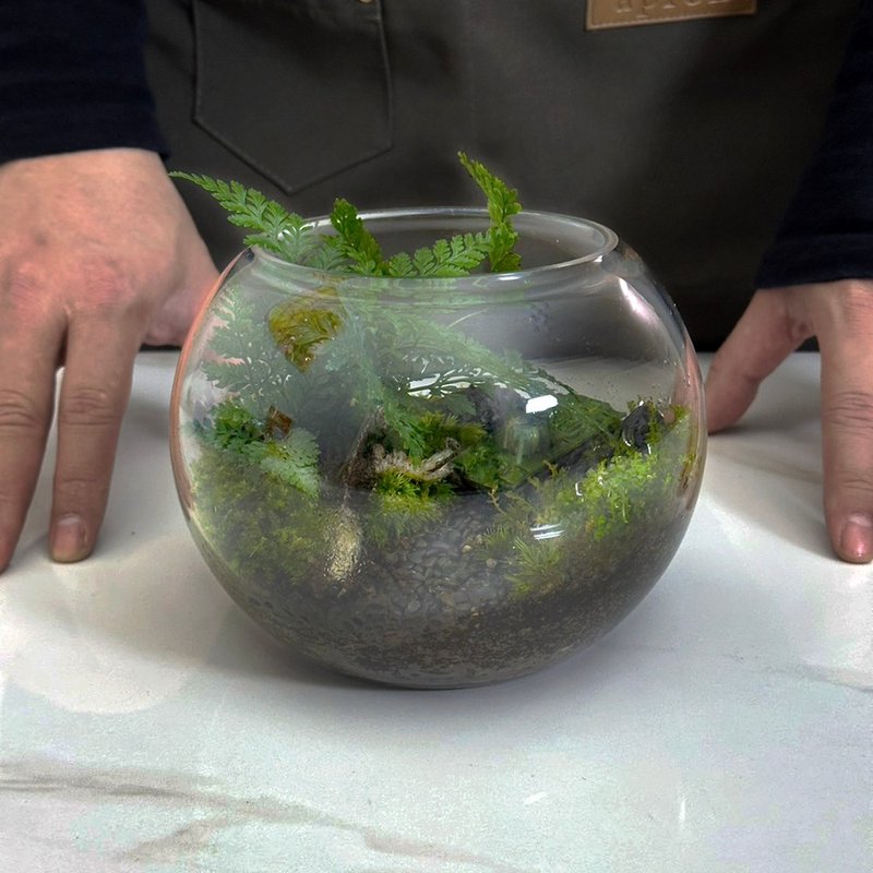 新品上市 叢林天堂 / 手工客製化微景觀生態盆 - 植栽/盆栽 - 植物．花 